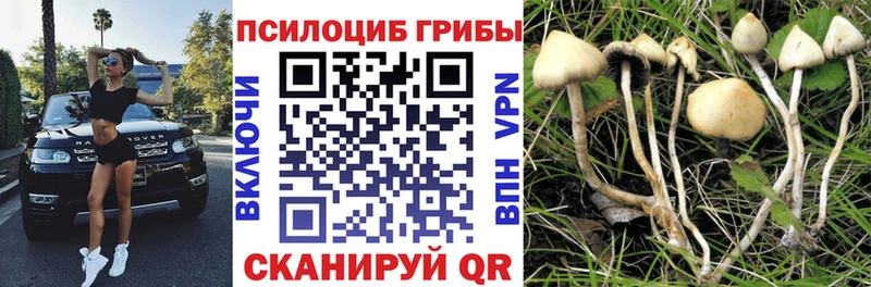 Галлюциногенные грибы мицелий MEGA как зайти Дивногорск